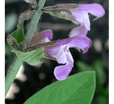 Шалфей лекарственный (10 шт.) / Salvia officinalis 